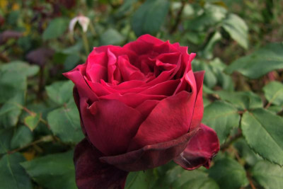 2015_0912MitteSeptember0069.jpg
