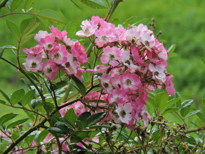DSCN2227.JPG