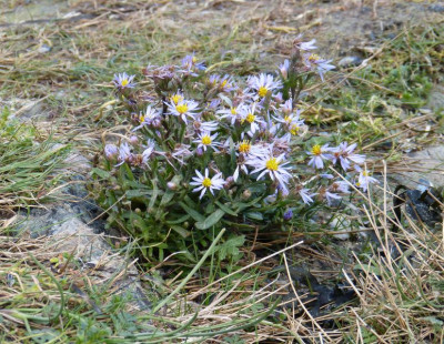 2015-09-08 Kap Arkona Aster.jpg