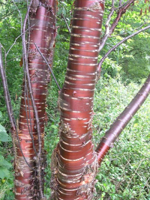 Prunus-serrula-im-Boga.jpg