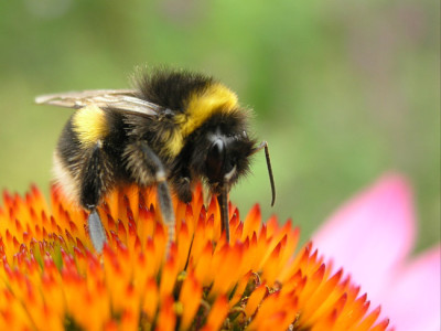 Hummel-vertieft-k.jpg