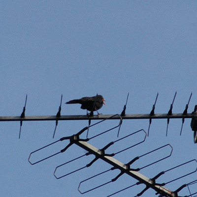 amsel_5666.jpg