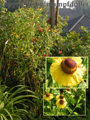 060805_Copyright.jpg