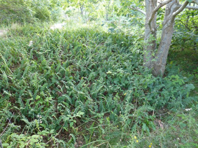 2015-09-08 Prora Polypodium vulgare.jpg