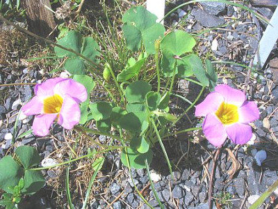 Oxalis_unbekannt_fars.jpg