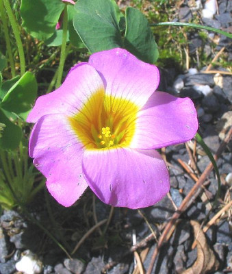 Oxalis_unbekannt_fars_2.jpg