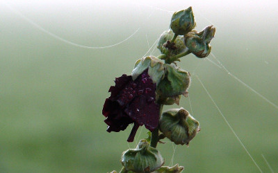 septemberstockrose.jpg