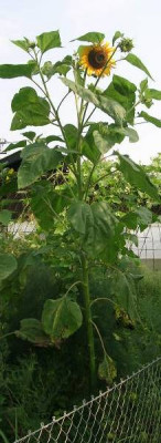 Sonnenblume_v._guenther_superdino.jpg