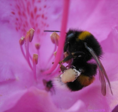 Hummel_in_Rhodo-Blute_07461.jpg