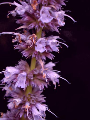 Agastache_Blue_Fortune.jpg