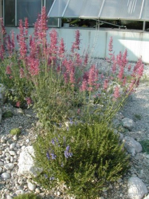 Agastache_cana1.jpg