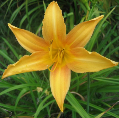 H. fulva var. sempervirens.jpg
