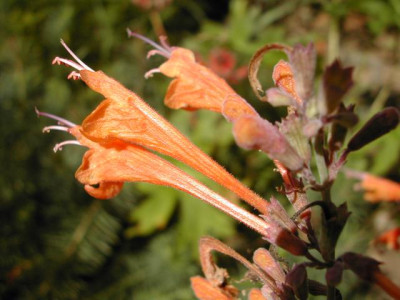 Agastache_sp..jpg