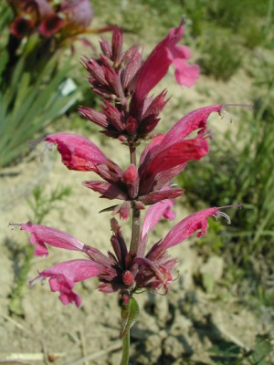 Agastache_unbekannt.jpg