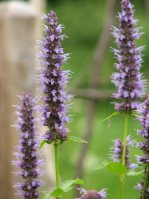 agastache_black_adder.jpg
