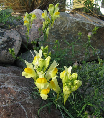 IMG_6325_Linaria_vulgaris_14Sept2015_.jpg