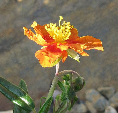 IMG_6330_Helianthemum_Bronzecharme_14Sept2015-.jpg