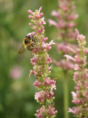 agastache_pallidiflora.jpg