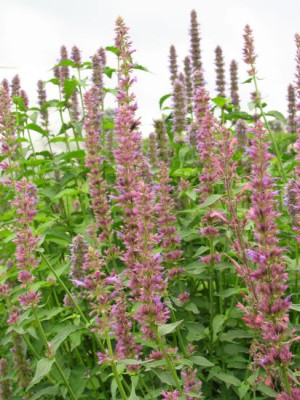 agastache_pink_pop.jpg