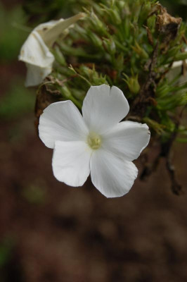 thumb_DSC_0266_1024.jpg