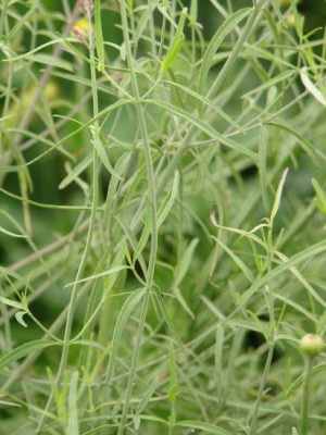 a_rupestris.jpg
