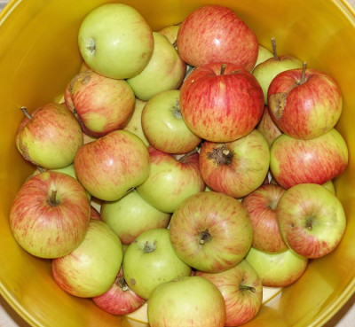 JamesGrieve-Apfel.jpg
