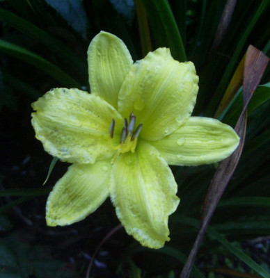 Green Flutter.jpg