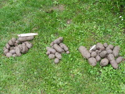 2015-09-15 Kartoffeln 'Blauer Schwede'.jpg