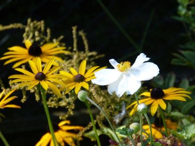 2015-09-15 Gartenimpressionen 1.jpg