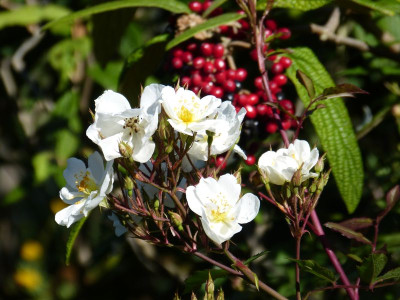 2015-09-15 Gartenimpressionen 2.jpg