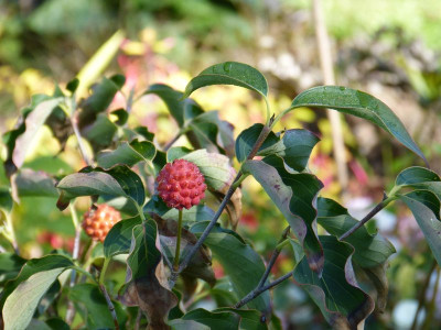 2015-09-15 Gartenimpressionen 3.jpg