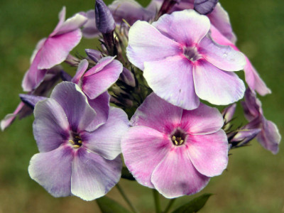 Phlox_G_v_S.jpg