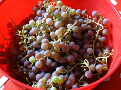 weinlese0115.jpg