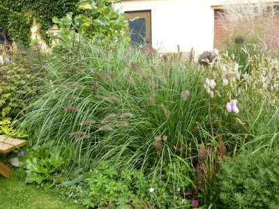 2015-09-16 Pennisetum Hofbeet.jpg