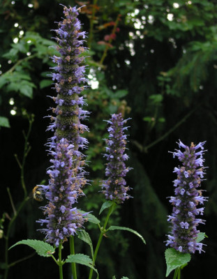 Agastache-Black-Adder.jpg