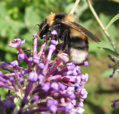HUMMEL_SA_0408_I.jpg