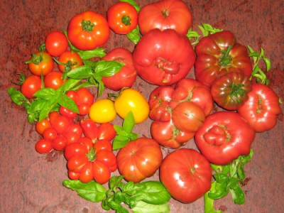 tomatenernte_15.8.2006_002.jpg