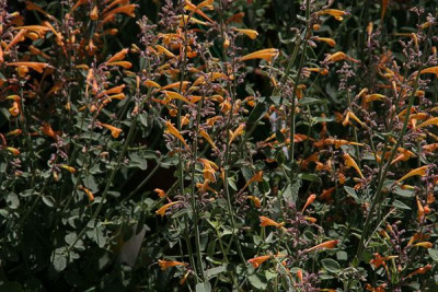Agastache_Apricot-Sprite.jpg