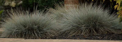Festuca-2674-klein.jpg