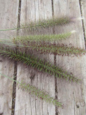 Pennisetum div.jpg