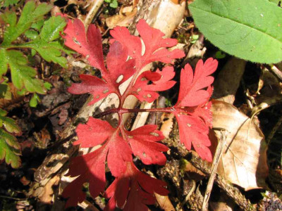 BLATT_SA_0508_I.jpg