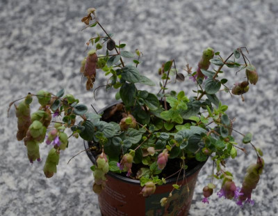 Origanum-Herbstsymphonie.15-1.jpg