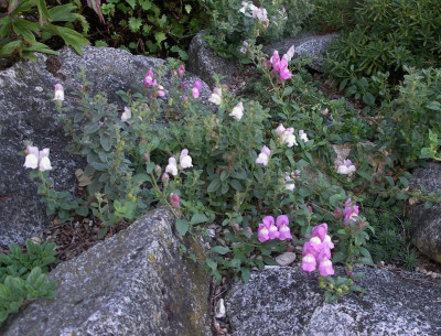 Antirrhinum hispanicum 17.09.15.JPG