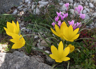 Sternbergia sicula a 17.09.15.JPG