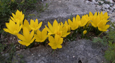 Sternbergia sicula b 17.09.15.JPG