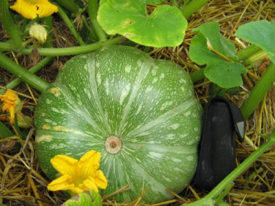 Garten_persischer_bunter_1_5.8.2006_031.jpg