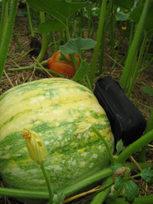 Gartenpersischer_bunter_2_5.8.2006_032.jpg