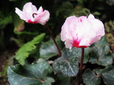 Cyclamen pur. Fatra Form  ... 18.9.15 002.jpg