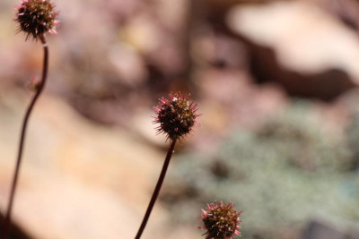 Acaena inermis HOOK. Blüte.JPG