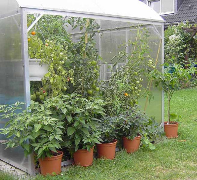 Tomaten_2006-1.jpg